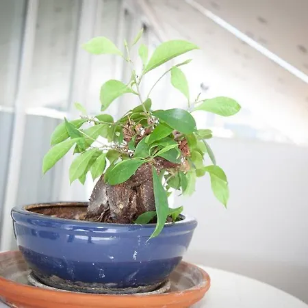 Stavros Amazing In The Centre Of