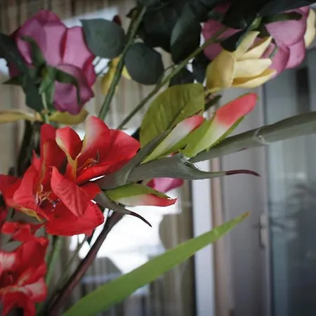 Stavros Amazing In The Centre Of * Kos-Stadt